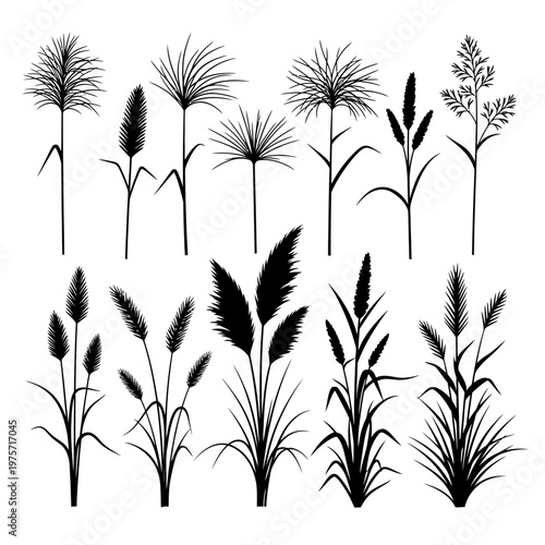 Black pampas grass silhouettes, botanical reed and wild meadow grass vector set, minimalist floral stalks and dried grain plant elements
