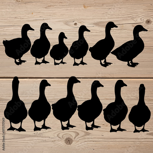Black duck silhouettes set, 12 waterfowl bird vector elements, rustic farm animal icons on wood background, mallard and goose profile shapes