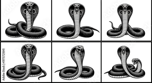 King cobra snake vector set, black and white serpent illustrations in 6 different poses, coiled king cobra mascot icons for logo design