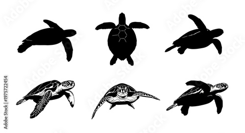 Sea turtle silhouette and detailed engraving set, 6 marine reptile vector icons, black and white aquatic animal illustrations for conservation design