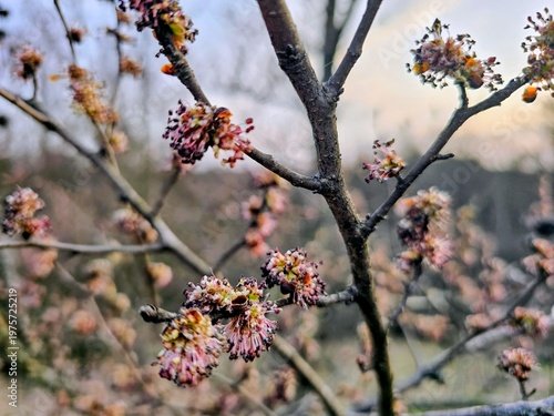 Obraz na plátně Close-up of blooming elm tree branches, Ulmus minor flowers in early spring, flowering elm