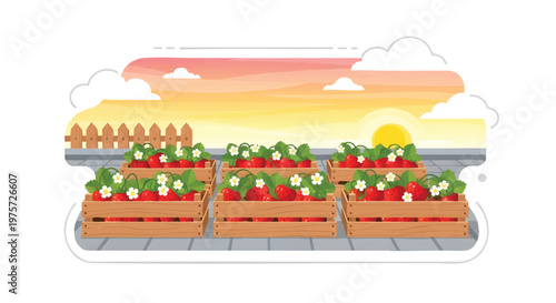 Tomatoes in wooden crates on a market stall at sunset