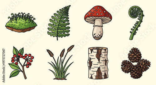 Various types of forest plant life.
