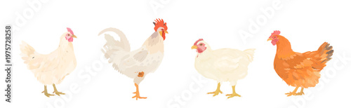 Cute cartoon farm Birds collection. Vector hand drawn illustrations of red and White Chicken (Hen) and Rooster isolated on white background. Set of poultry icon clip art.