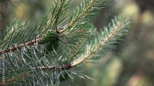 Immature green pine cones on evergreen branch with needles, forest detail