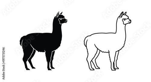 Llamas vs Alpacas Key Differences Illustrated Vector