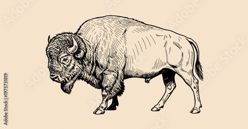 Fotografía Vintage hand drawn illustration of an American bison buffalo profile