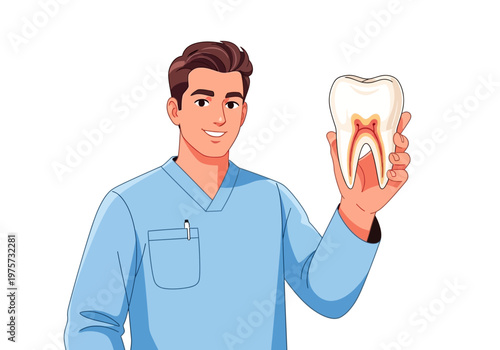 Male dentist wearing blue scrubs holding a healthy tooth with a red and white root cross-section, illustration
