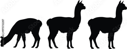 Alpaca llama silhouette set, standing and grazing poses black vector collection isolated on white background, farm animal illustration design