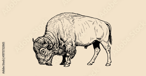 Vintage ink drawing of an American bison grazing on a beige background