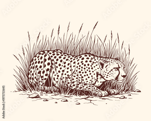 Vintage Hand-Drawn Cheetah Crouching in Tall Grass Illustration
