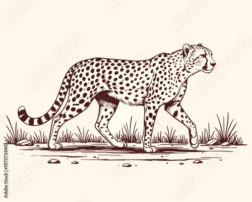 Vintage Hand-Drawn Ink Sketch of a Walking Cheetah