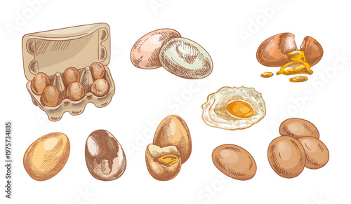 Hand drawn vintage sketch chicken eggs set with cracked boiled fried raw eggs carton collection illustration design