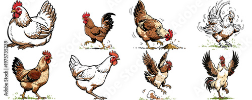Hand-drawn comic style chicken and rooster illustration set