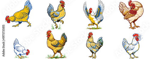 Set of Rooster and Chicken Illustrations in Various Poses
