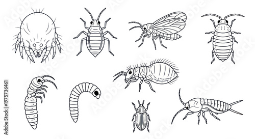 Insects and their various body forms.