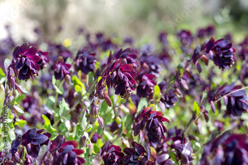 Bright, flowering plant (Cerinthe major) close-up