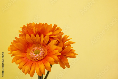 Fake orange gerbera flowers with a yellow background