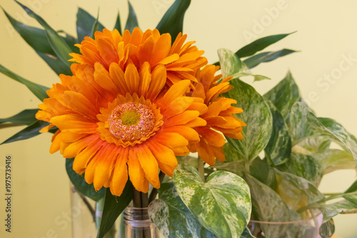 bouquet of orange flowers on a yellow background