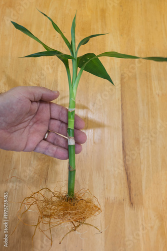 hand holding bamboo plant