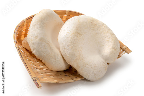 大きな信州あわび茸