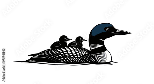 Illustration of a common loon swimming with two chicks on its back.