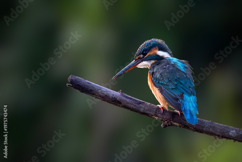 european common kingfisher fishing in the river, european common  kingfisher hunting, kingfisher on the sunlight, contour of kingfisher in the sunshine