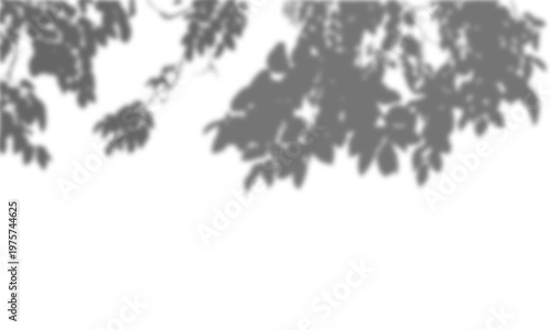 Abstract blurred silhouette of tree leaves and branches hanging from the top against a isolated background. Soft, minimalist nature frame for graphic design, web background, and creative overlays.