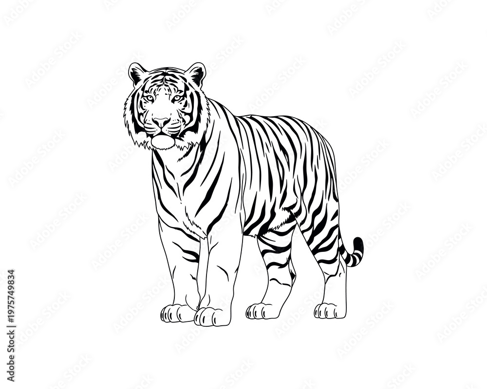 Obraz premium Minimalist line art illustration of a standing tiger on measurement scale, black and white sketch for design and education