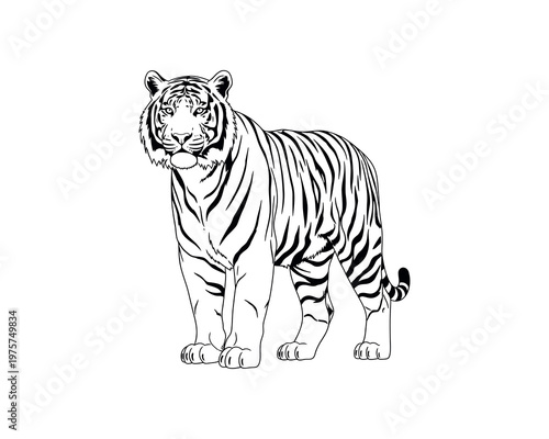 Minimalist line art illustration of a standing tiger on measurement scale, black and white sketch for design and education