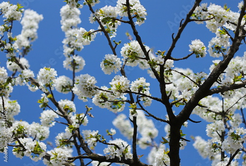 Cherry blossom against blue sky