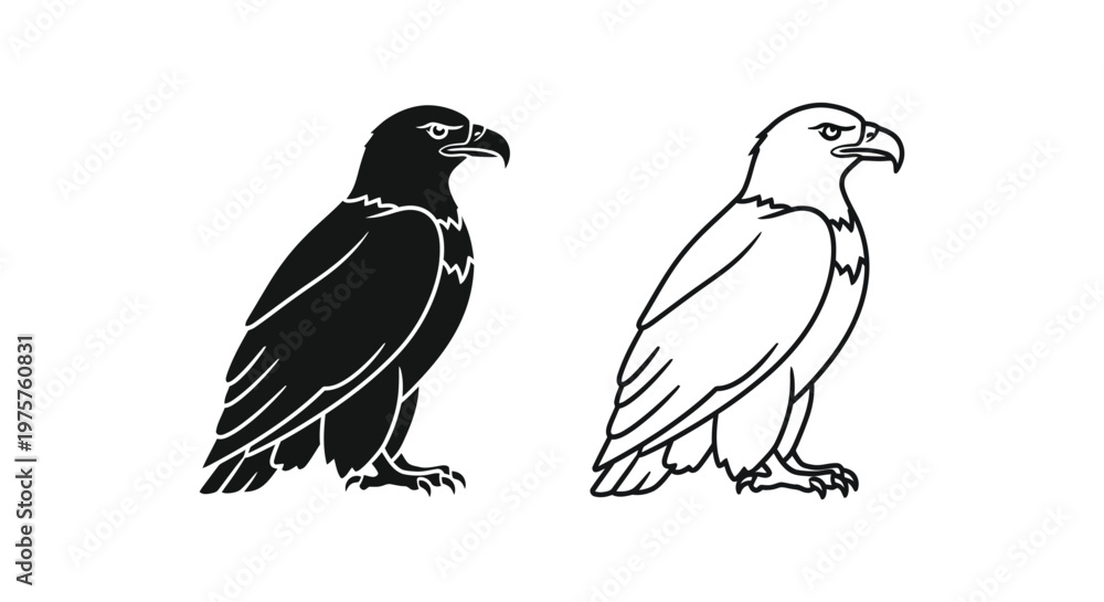 Fototapeta premium Eagles Vultures Bird of Prey Illustration Guide Vector