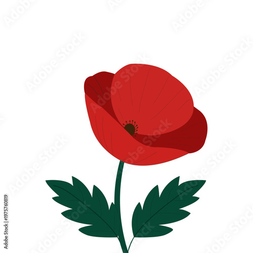 Red poppy isolated on white background..