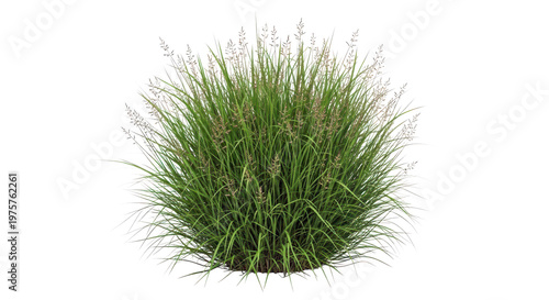 Lush green ornamental grass bush isolated on transparent background, beautiful garden plant and outdoor decor.