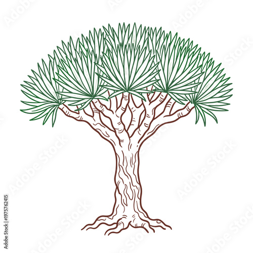 Dragon blood tree Dracaena cinnabari marker chalk botanical illustration