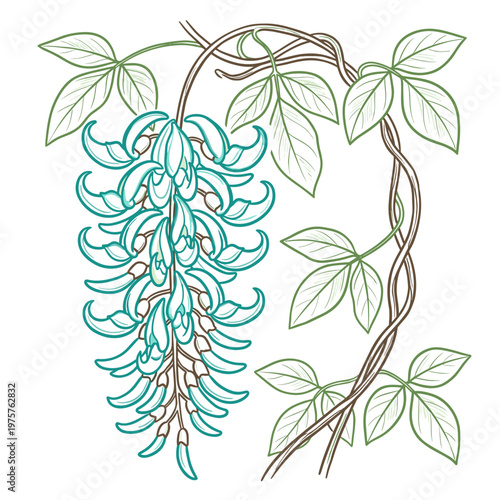 Jade vine Strongylodon macrobotrys marker chalk style botanical illustration