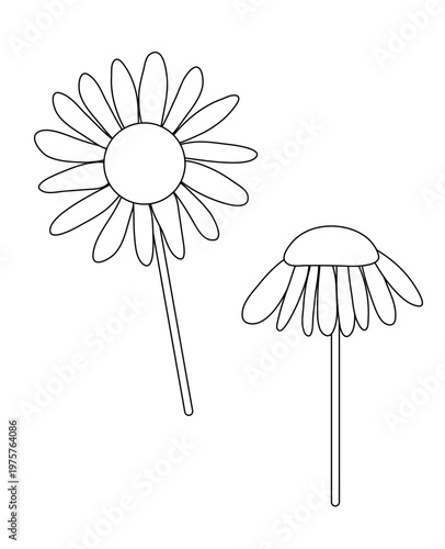 Isolated daisy flowers line art black and white for icons, stickers, minimal, floral elements