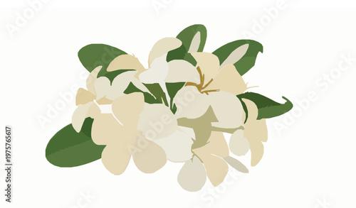 Realistic White Frangipani Flowers Tropical Botanical Vector for Spa Beauty and Summer Design