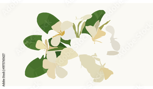 Frangipani Floral Composition Vector Tropical Flower Design for Drinks Spa and Beauty Packaging