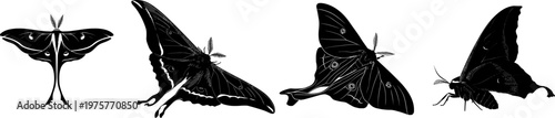 A detailed Luna Moth side profile in a flat vector style, with stark black silhouette, crisp high contrast edges, isolated on pure white background, minimalist stencil design perfect for tracing