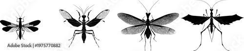 A detailed mantisfly illustration with raptorial front legs, stark black silhouette, flat vector style, isolated on pure white background, crisp high contrast edges, minimalist stencil design,