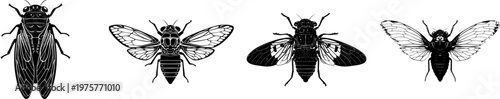 A detailed periodic cicada illustration with bulging eyes, stark black silhouette, flat vector style, isolated on pure white background, crisp high contrast edges, minimalist stencil design, perfect