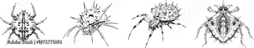 A detailed Spiny Orb Weaver spider showcases a unique spiked shell profile with sharp black ink outlines against a solid white background in monochrome coloring book style