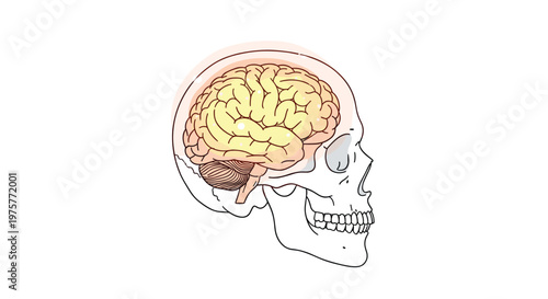 A side-view profile of a human skull features a glowing and highlighted brain section to emphasize cognitive function and advanced neurological study concepts.