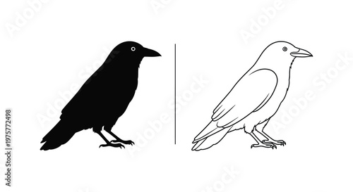 Black vs White Crow Comparison Guide Vector