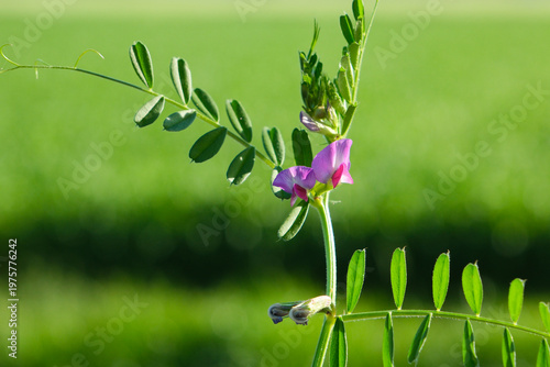 野に咲くピンクの花