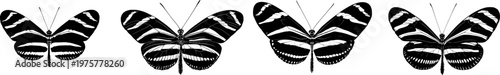A detailed Zebra Longwing butterfly illustration showcases its striking black and white striped wings against a pure white background