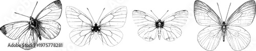 A delicate white butterfly with sharp black ink outlines is depicted in a monochrome coloring book style, showcasing clear boundaries and symmetrical line art