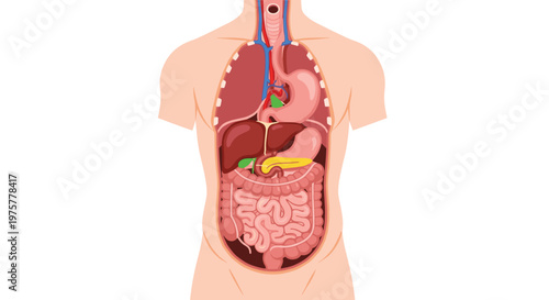 Detailed anatomical cross section of the human torso displaying the digestive system organs including the stomach liver and intestines in vibrant colors.