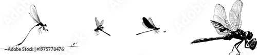 A minimalist black silhouette of a dragonfly catching prey in flight against a clean white background, featuring high contrast, flat graphic design, vector art style, ready for SVG tracing